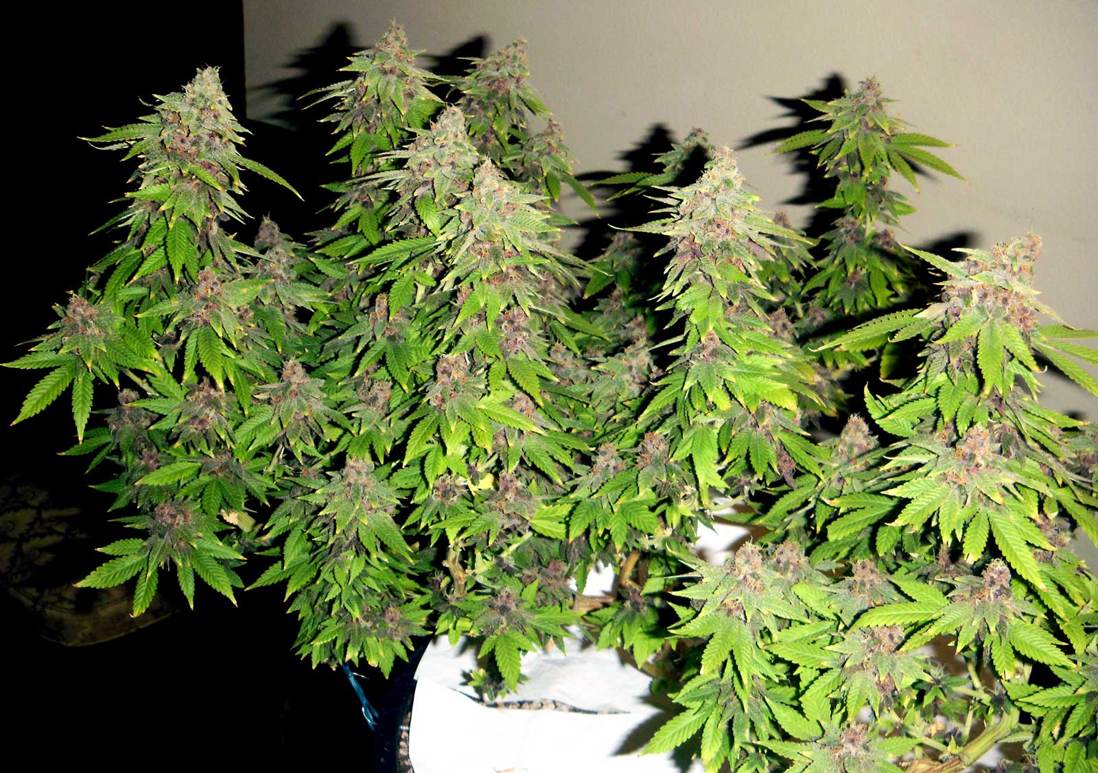 gorgeous-marijuana-buds-autoflowering